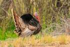 USA, New Mexico, Bosque del Apache National Wildlife Refuge. Male wild turkey displaying. Art Print